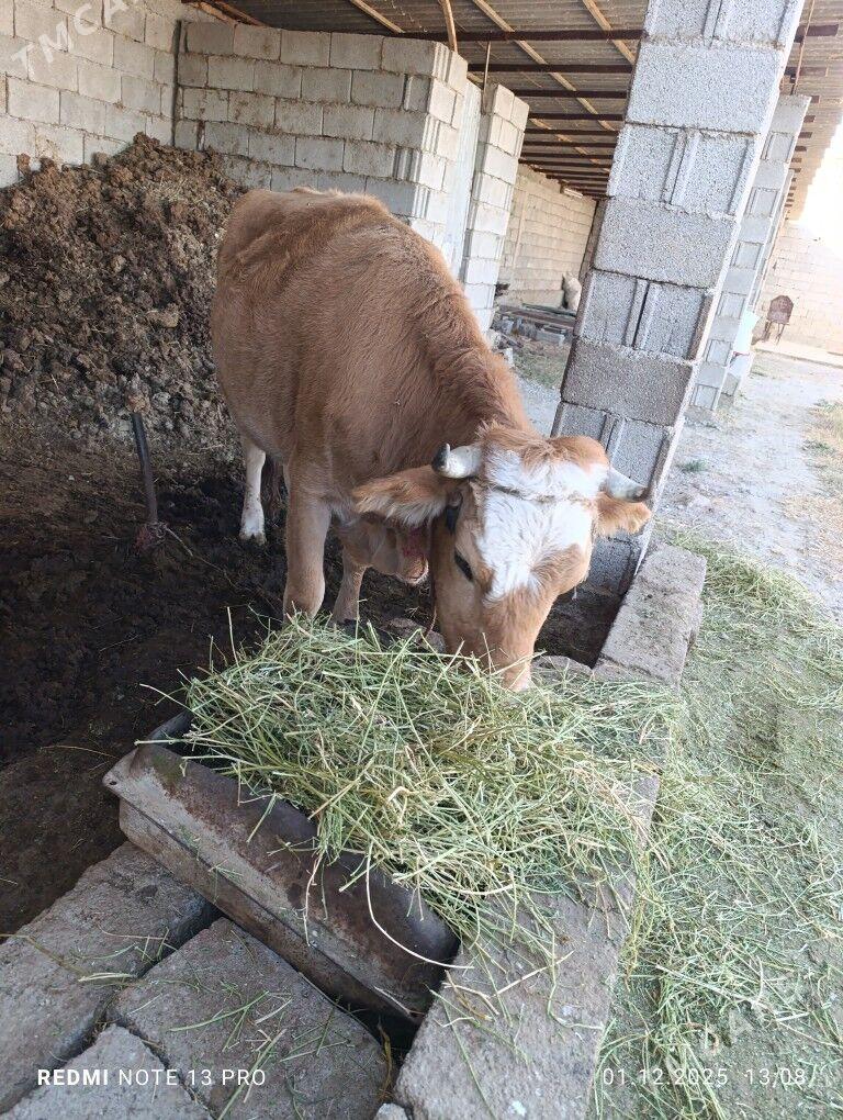 Sygyr - Gökdepe - img 4