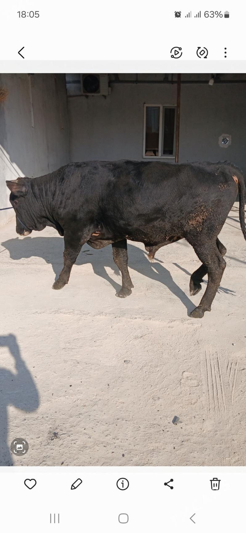 okuz - Гёкдже - img 4