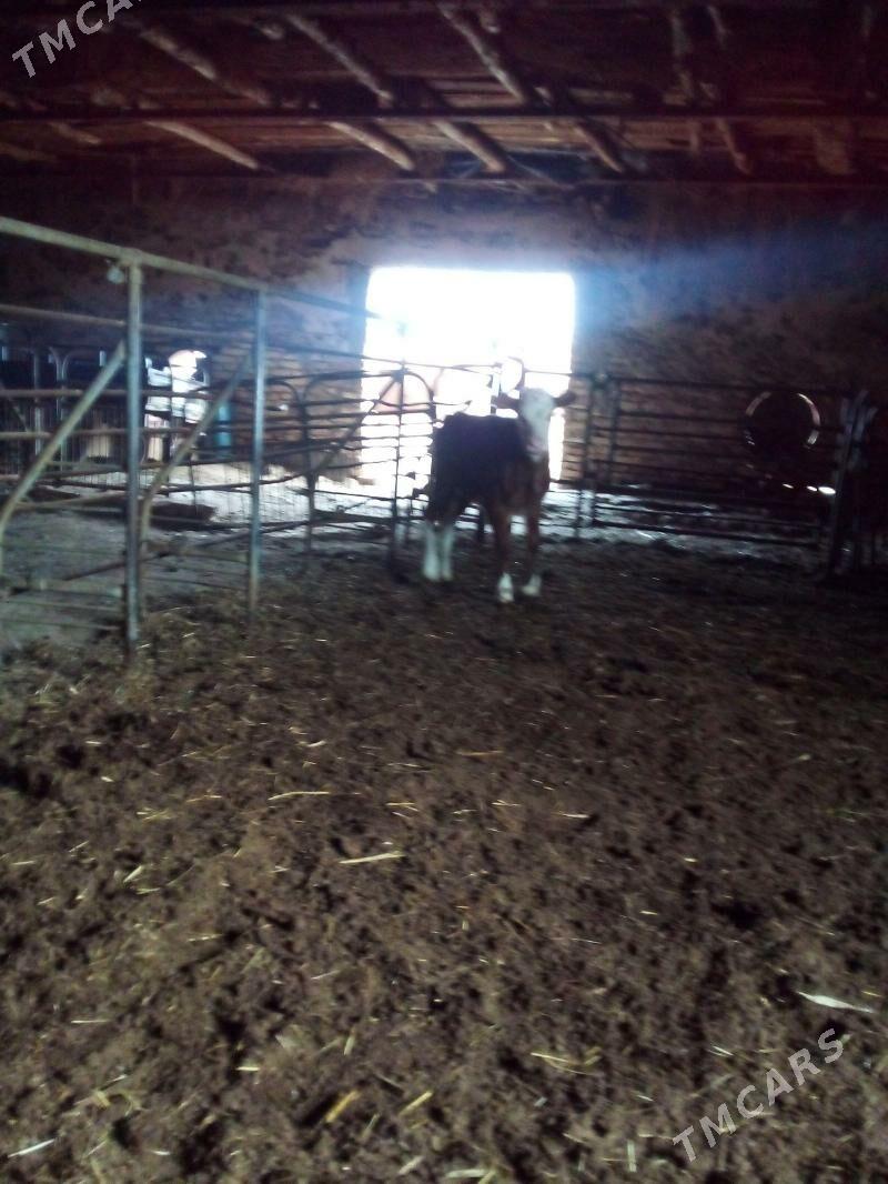 Simental sygyr - Görogly (Tagta) - img 3