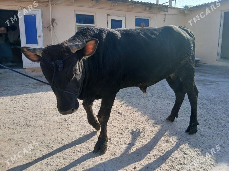 okuz - Гёкдже - img 3