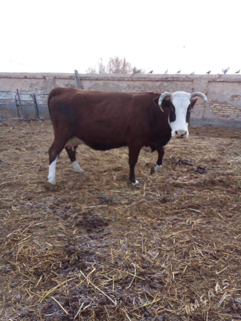 Simental sygyr - Görogly (Tagta) - img 2