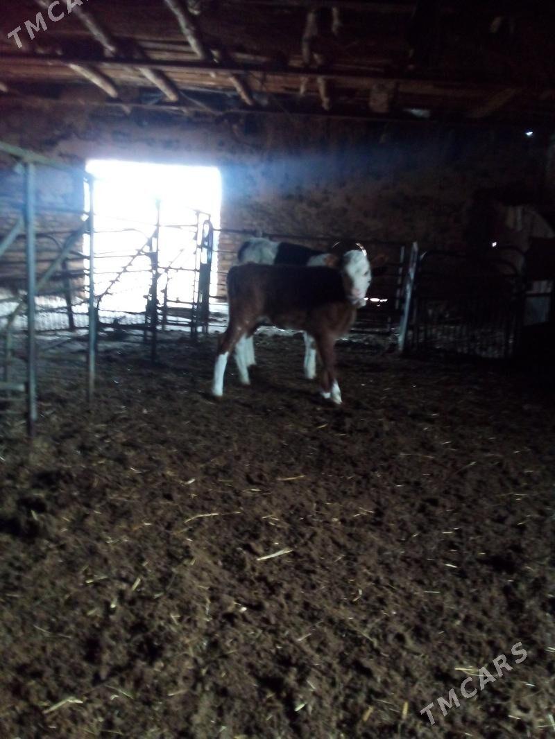 Simental sygyr - Görogly (Tagta) - img 4