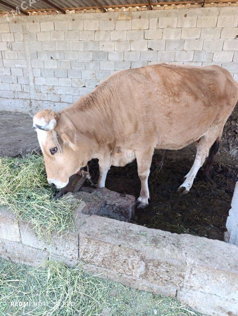 Sygyr - Gökdepe - img 2