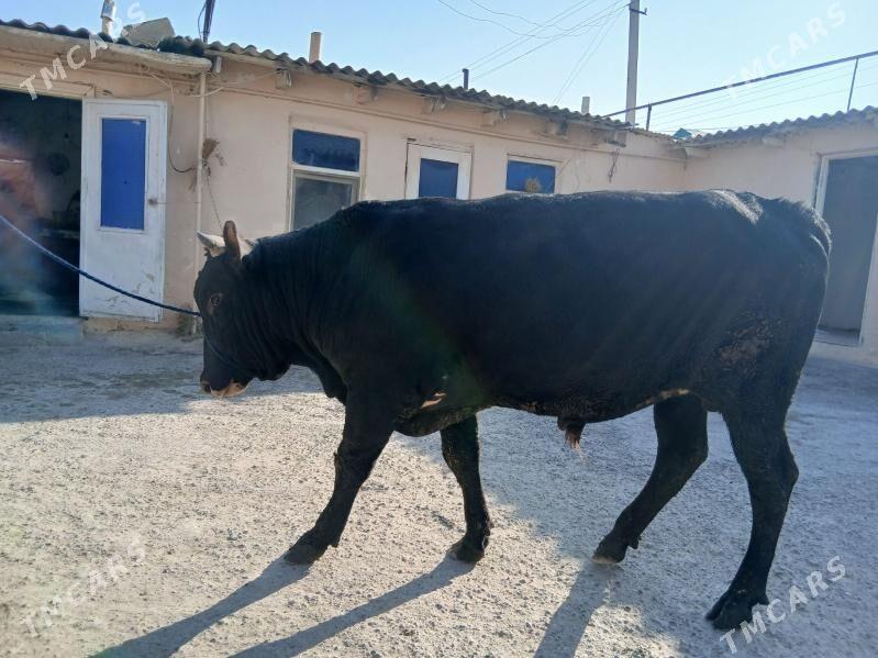 okuz - Гёкдже - img 1