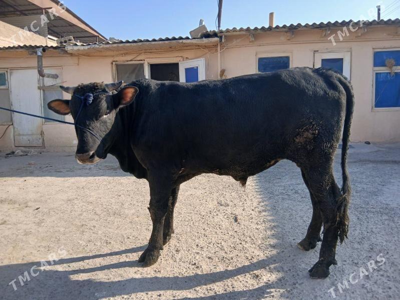 okuz - Гёкдже - img 2