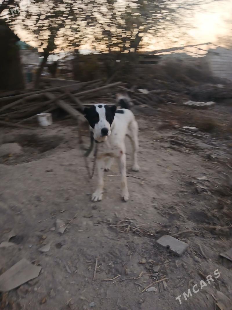 Gara Gulak - Гёкдепе - img 2