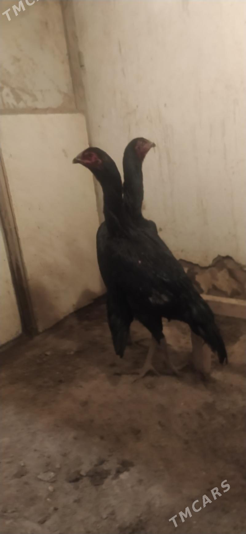 horaz - Daşoguz - img 2