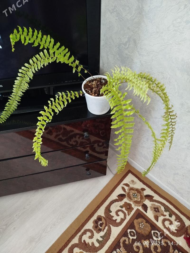 цветы, gul, папоротники - Ашхабад - img 6