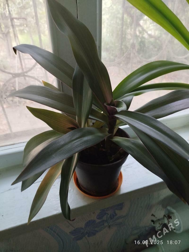 цветы, gul, папоротники - Ашхабад - img 5