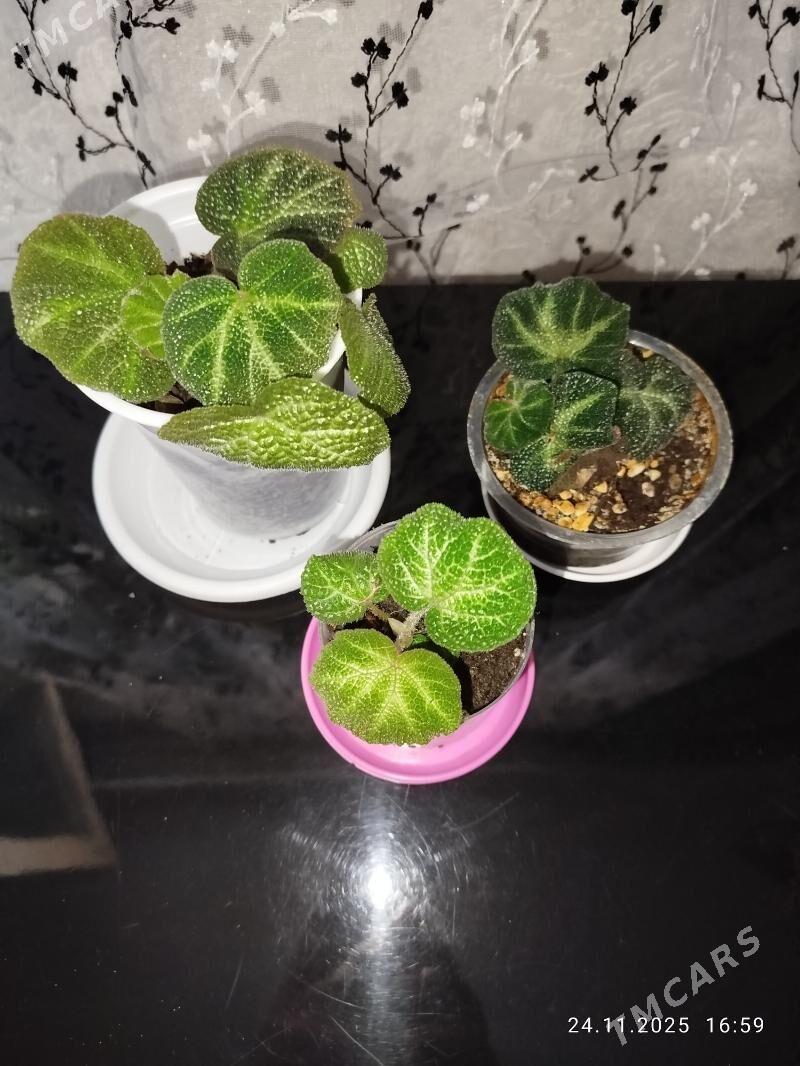 цветы, gul, папоротники - Ашхабад - img 1