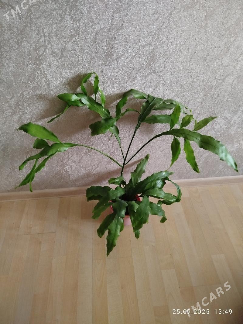 цветы, gul, папоротники - Ашхабад - img 2