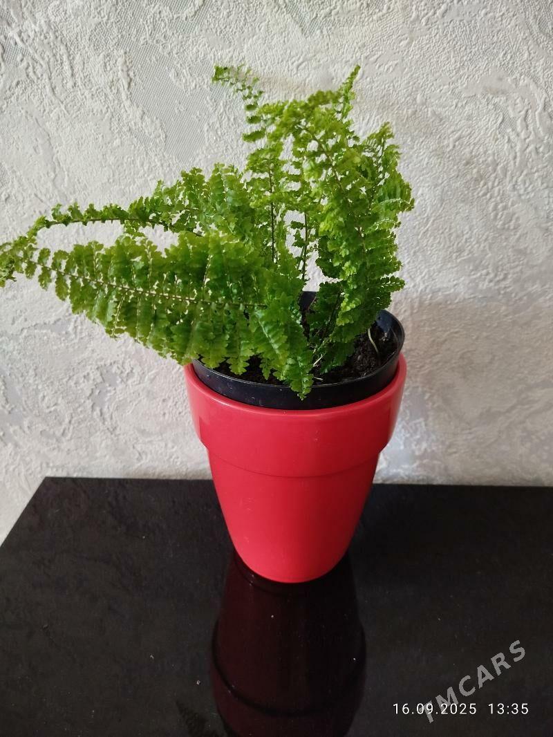 цветы, gul, папоротники - Ашхабад - img 4