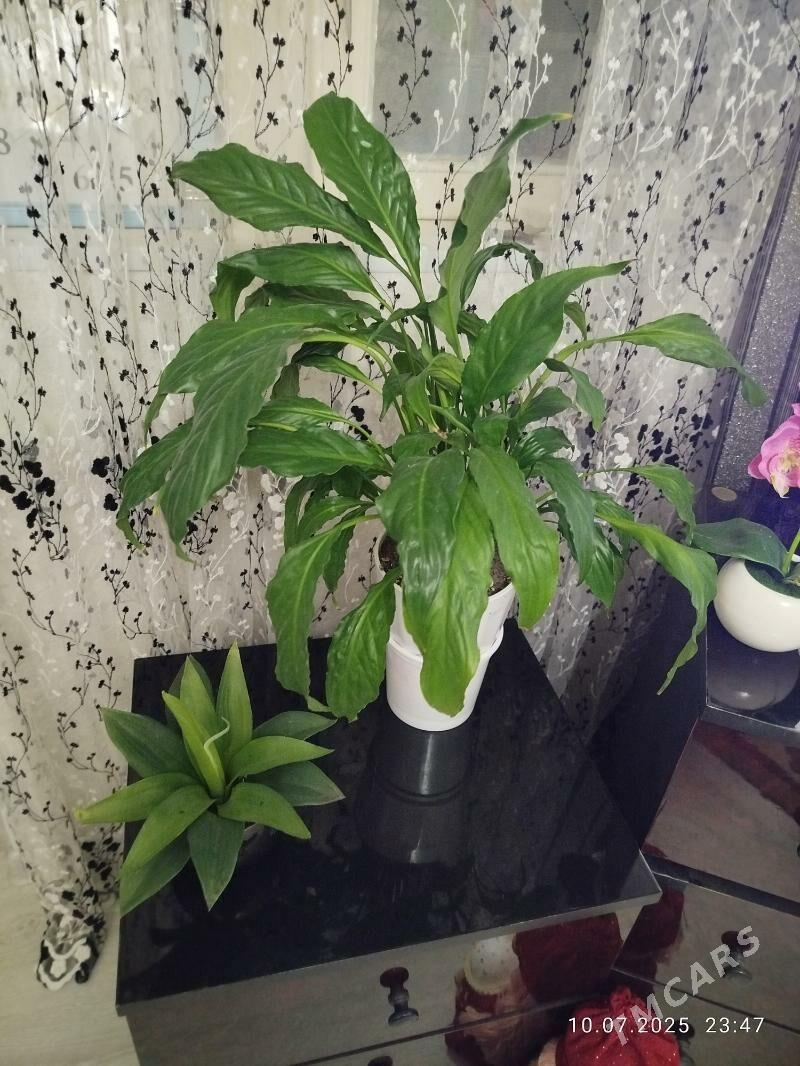 цветы, gul, папоротники - Ашхабад - img 7