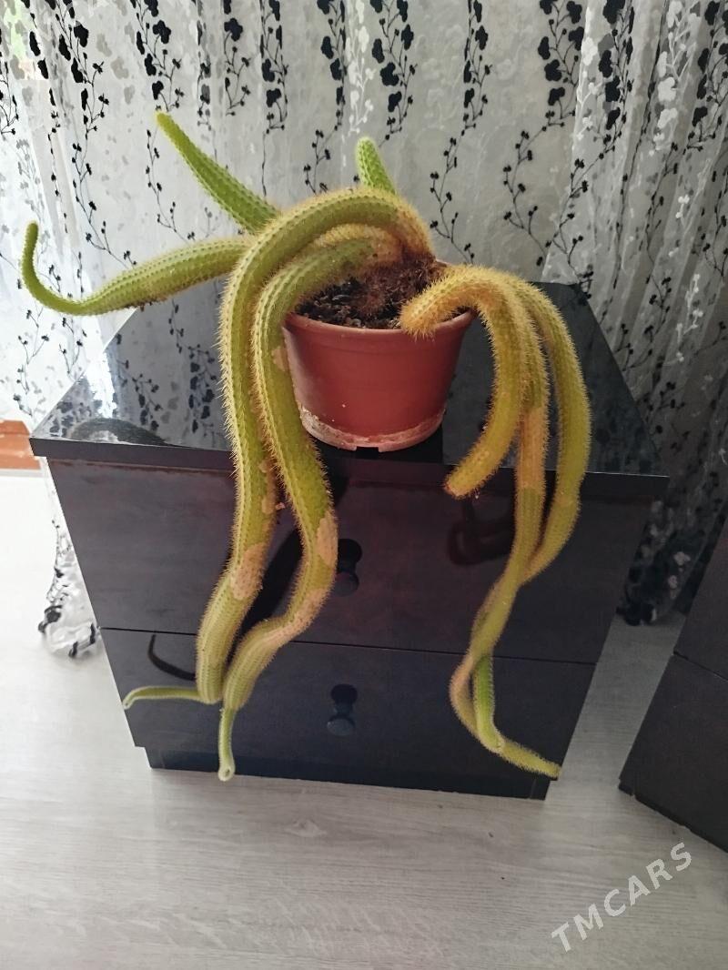 цветы, gul, папоротники - Ашхабад - img 9