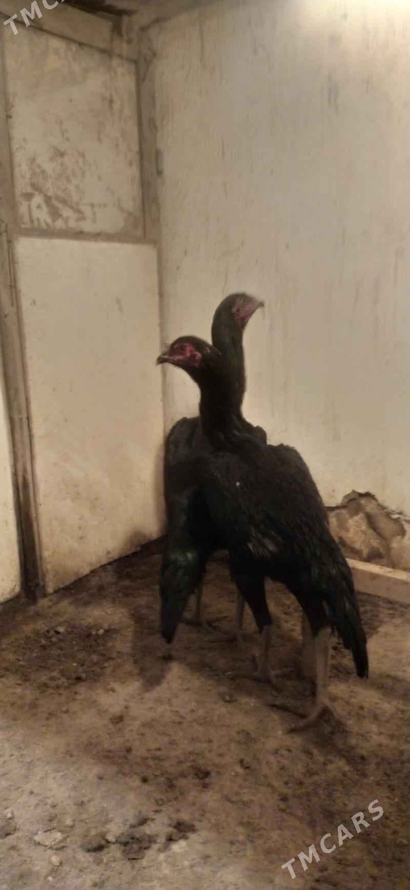 horaz - Daşoguz - img 3