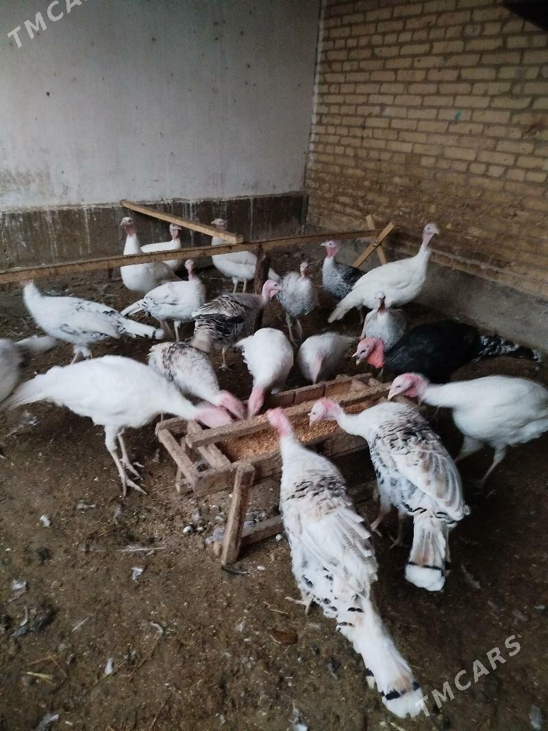 Induk - Туркменабат - img 2