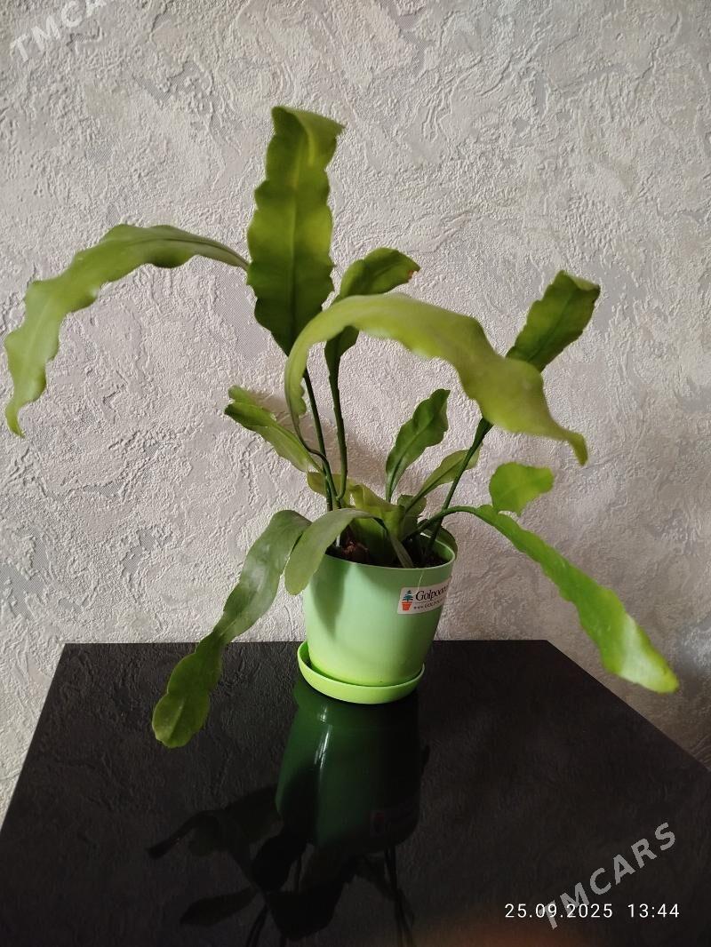 цветы, gul, папоротники - Ашхабад - img 3