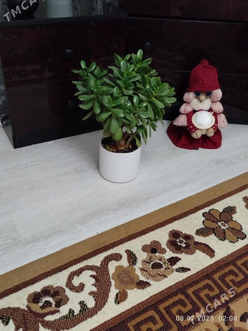 цветы, gul, папоротники - Ашхабад - img 8