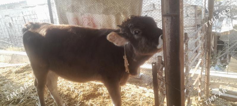 tohum tuwe - Gökdepe - img 7