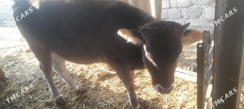 tohum tuwe - Gökdepe - img 5