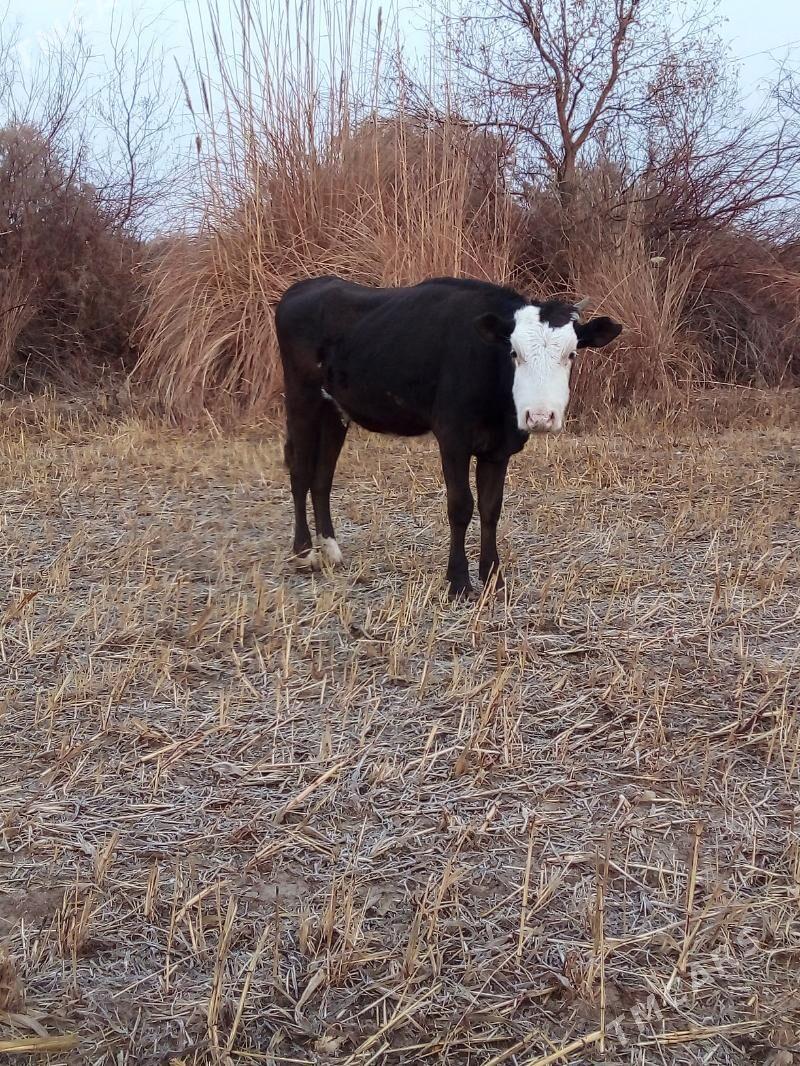 Simental gaçar - Görogly (Tagta) - img 4