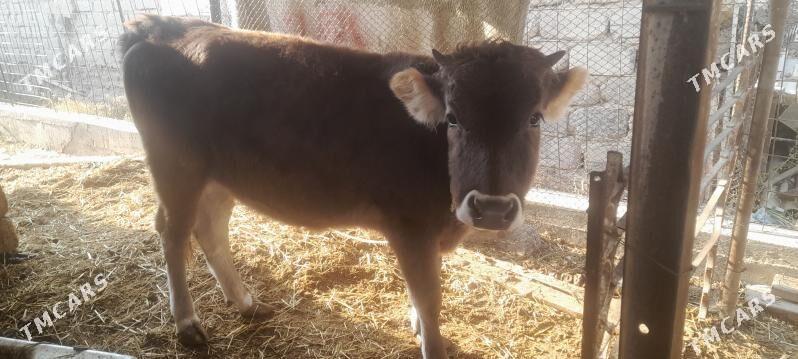 tohum tuwe - Gökdepe - img 3