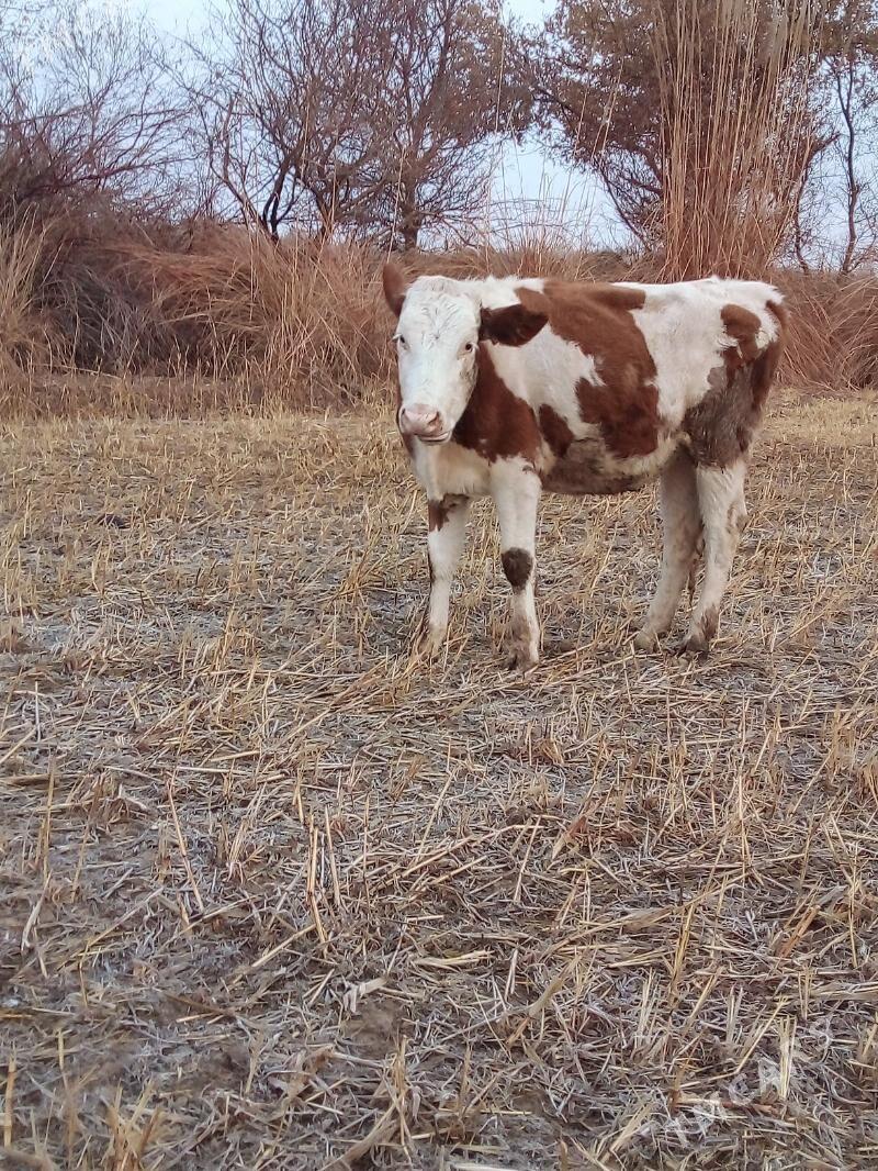 Simental gaçar - Görogly (Tagta) - img 2