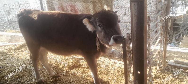 tohum tuwe - Gökdepe - img 2