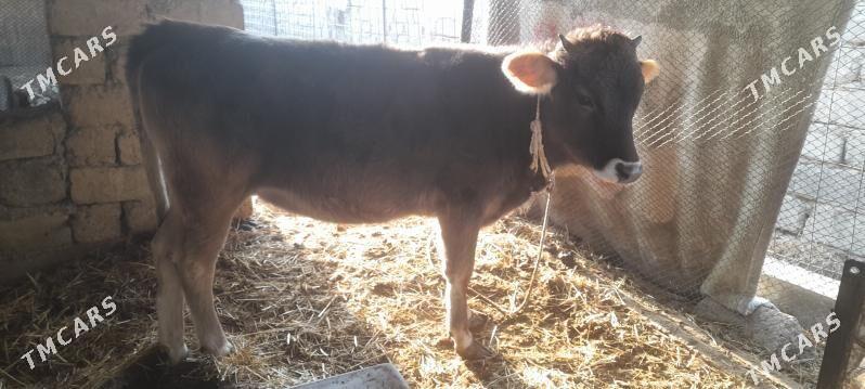 tohum tuwe - Gökdepe - img 6