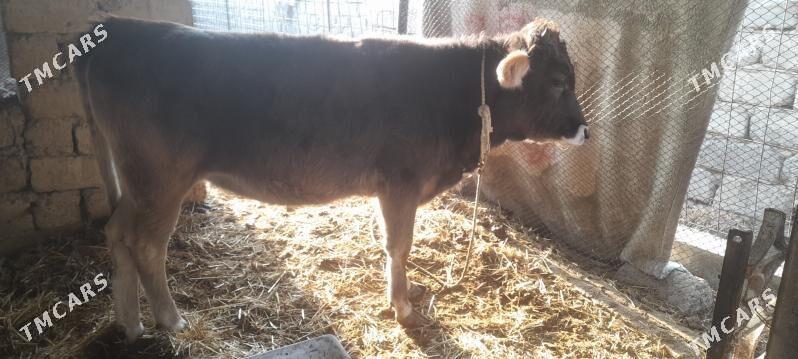 tohum tuwe - Gökdepe - img 4