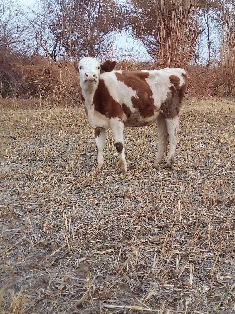 Simental gaçar - Görogly (Tagta) - img 3