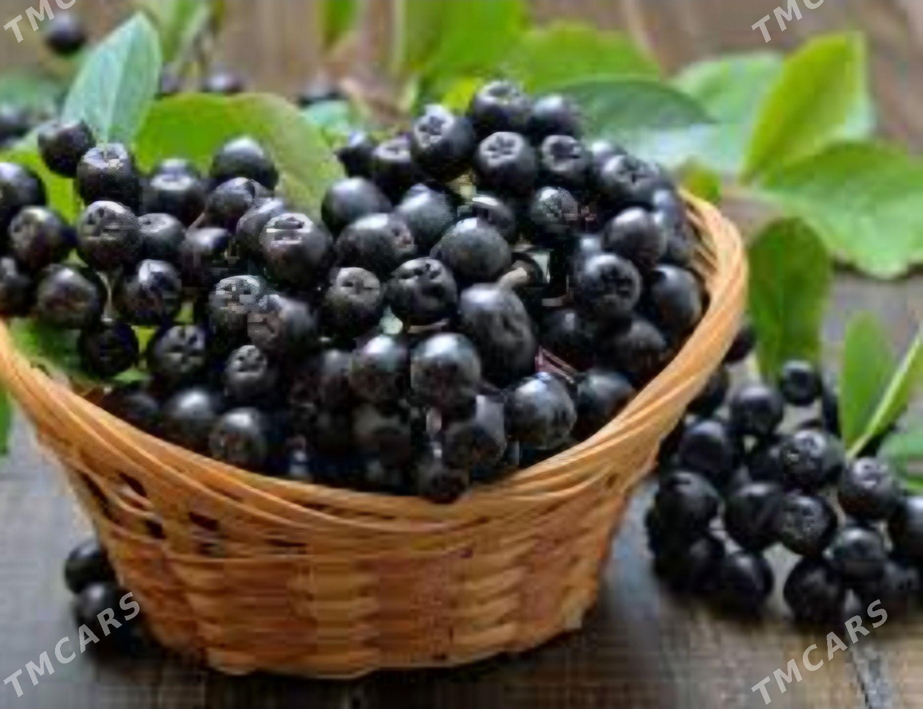 ARONYA VIKING TURK NAHAL - Änew - img 6