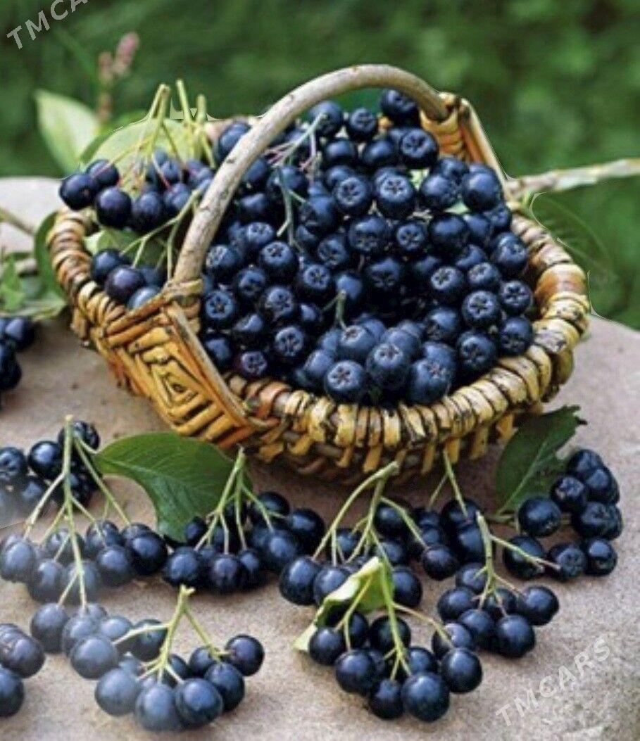 ARONYA VIKING TURK NAHAL - Änew - img 5