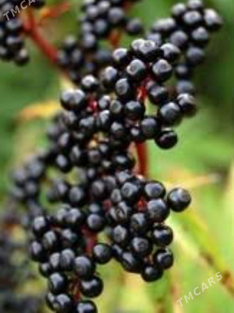 ARONYA VIKING TURK NAHAL - Änew - img 2