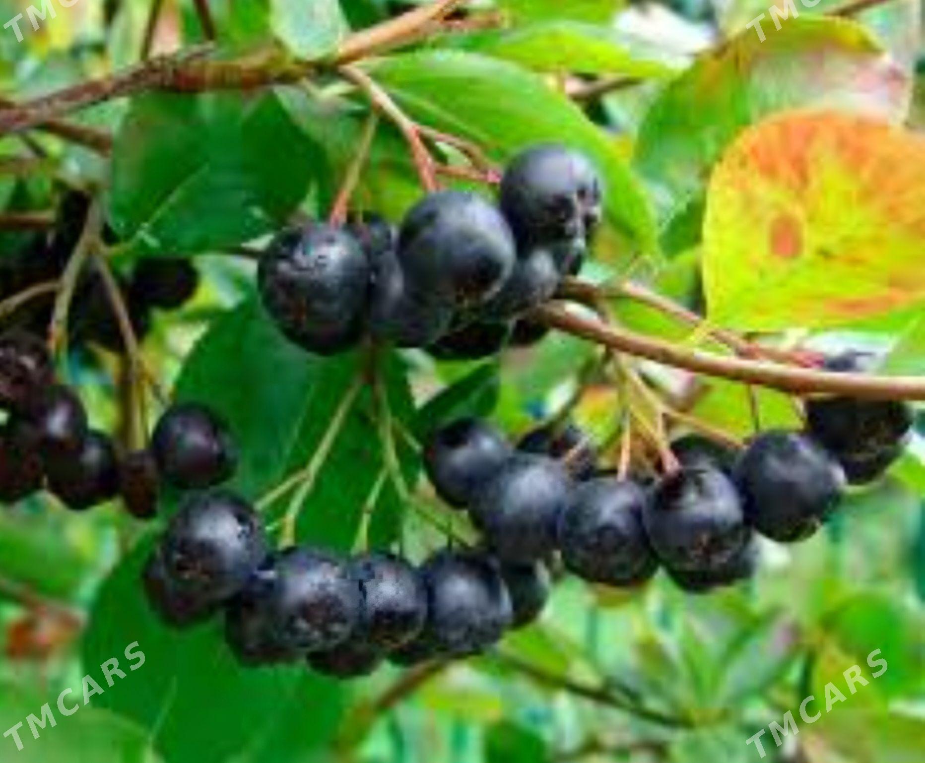 ARONYA VIKING TURK NAHAL - Änew - img 9