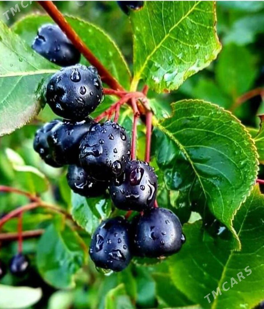 ARONYA VIKING TURK NAHAL - Änew - img 8