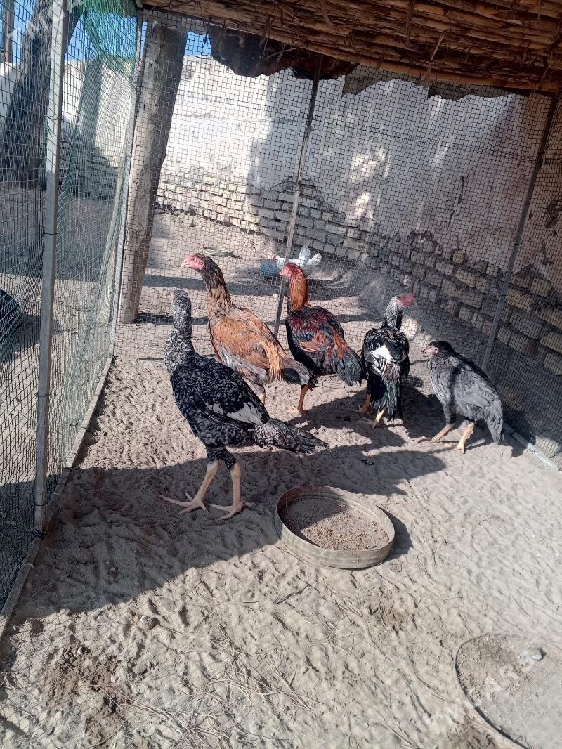 basow jujeler - Farap - img 3