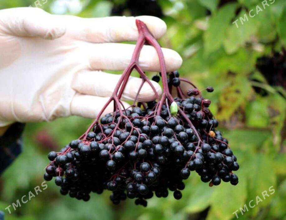 ARONYA VIKING TURK NAHAL - Änew - img 3