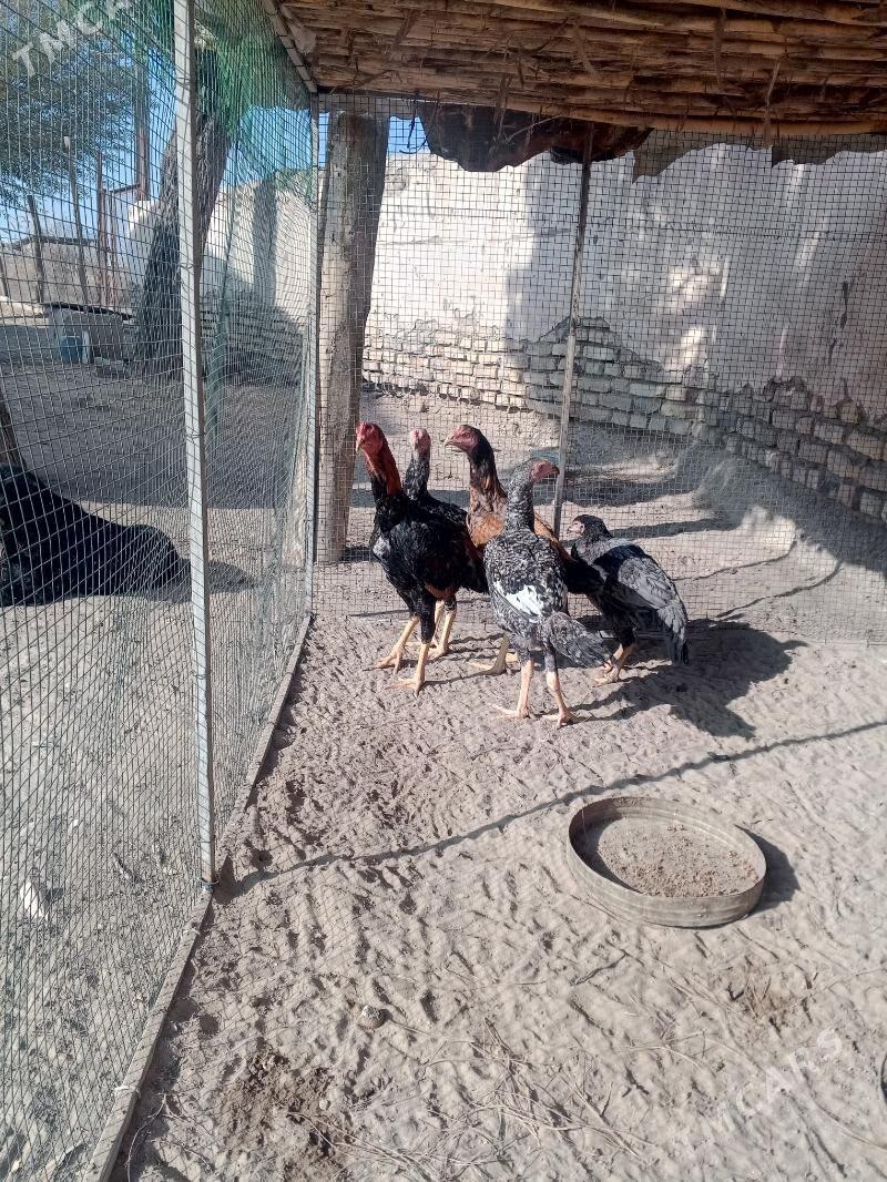 basow jujeler - Farap - img 1