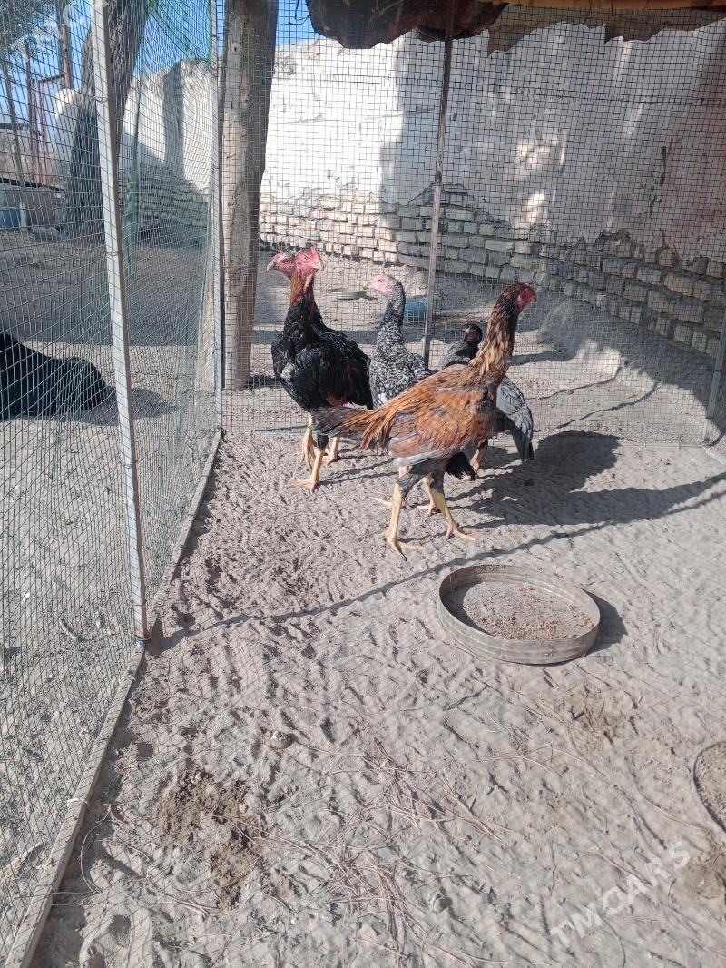 basow jujeler - Farap - img 2