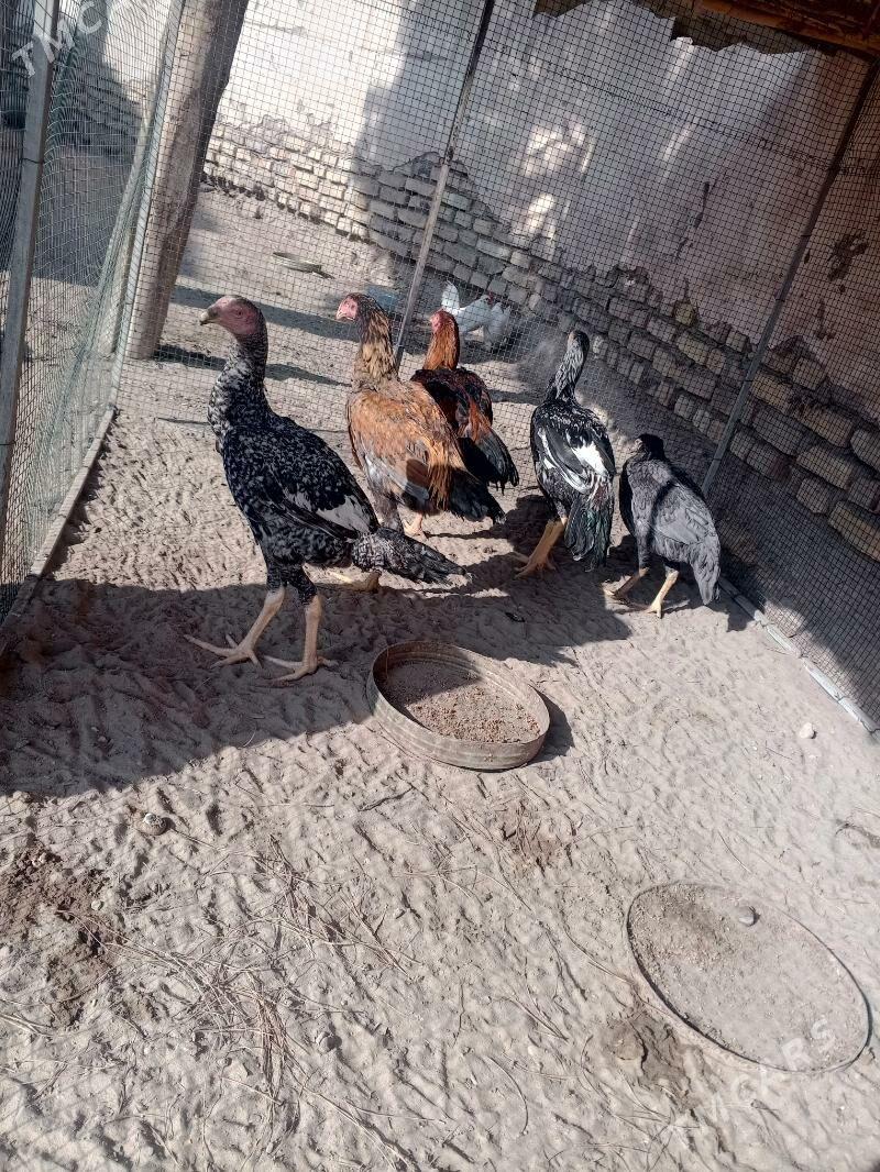 basow jujeler - Farap - img 4