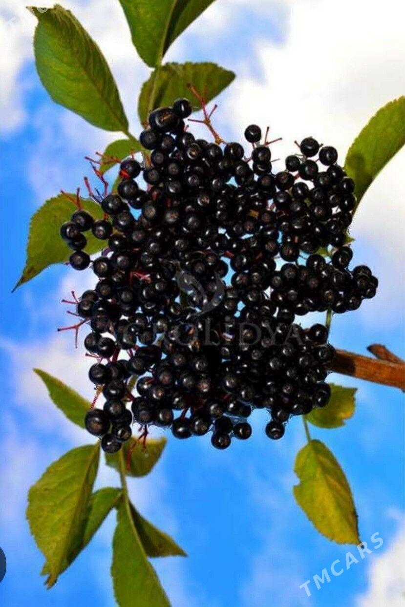 ARONYA VIKING TURK NAHAL - Änew - img 7