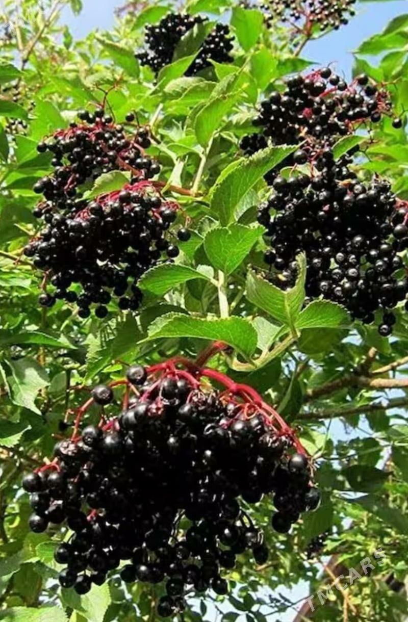 ARONYA VIKING TURK NAHAL - Änew - img 4