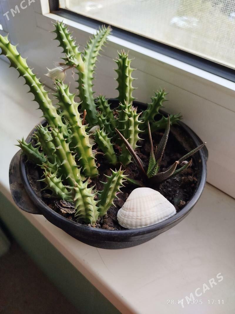 цветы, gul, папоротники - Ашхабад - img 10