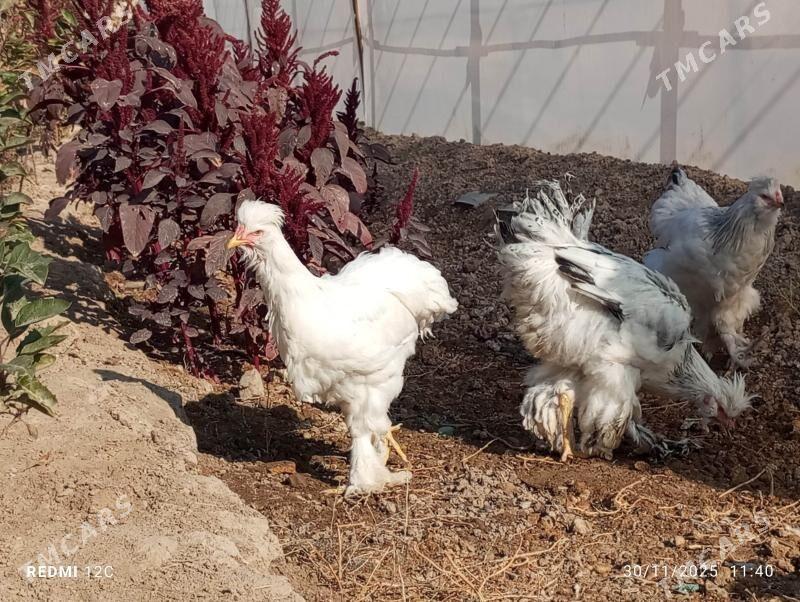 troýka towuk - Murgap - img 8