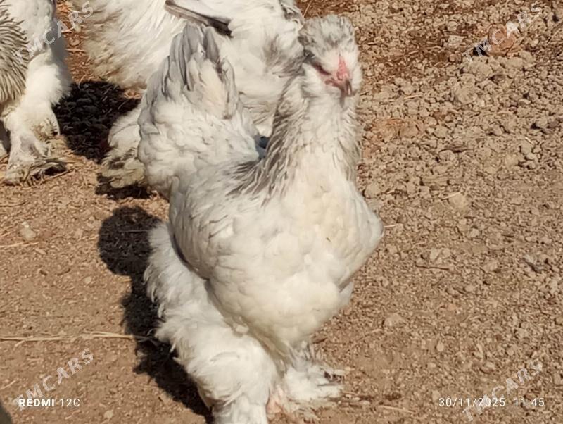 troýka towuk - Murgap - img 4