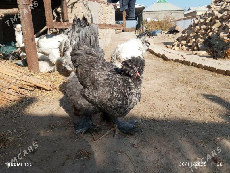 troýka towuk - Murgap - img 2