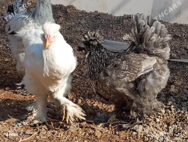 troýka towuk - Murgap - img 6