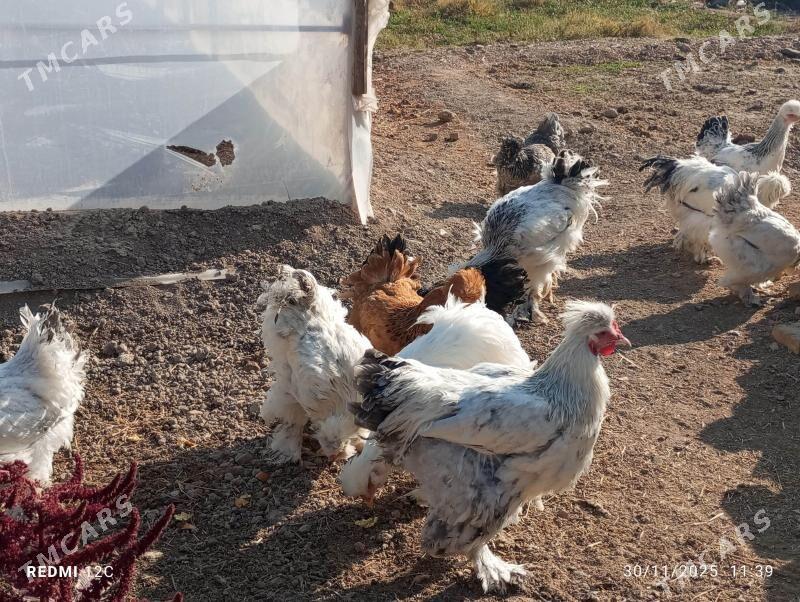 troýka towuk - Murgap - img 7