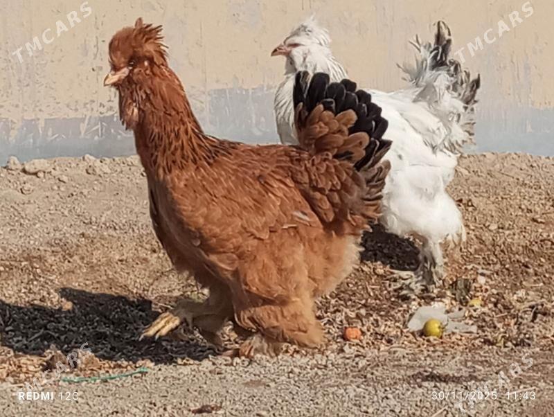 troýka towuk - Murgap - img 5